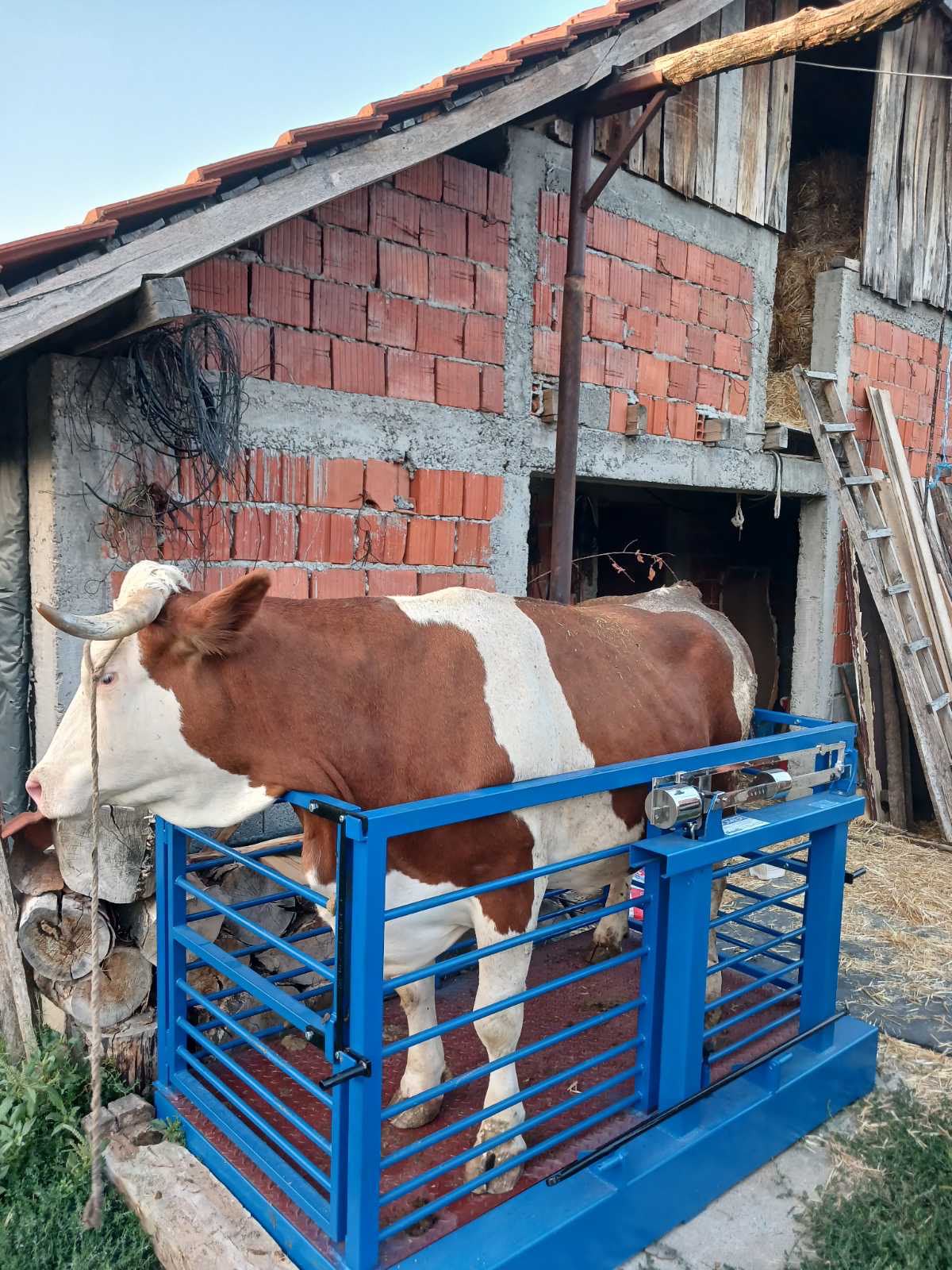 Umanjen prikaz 4